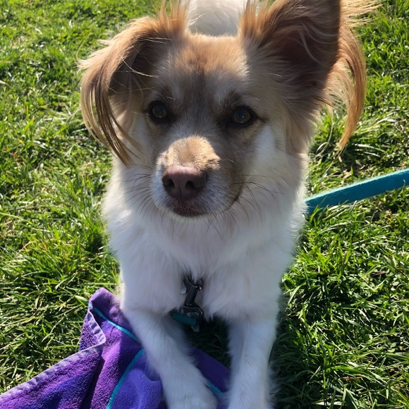 Meet your Posher, Libby - Picture 1 of 1